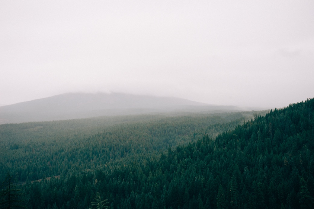 Big forest
