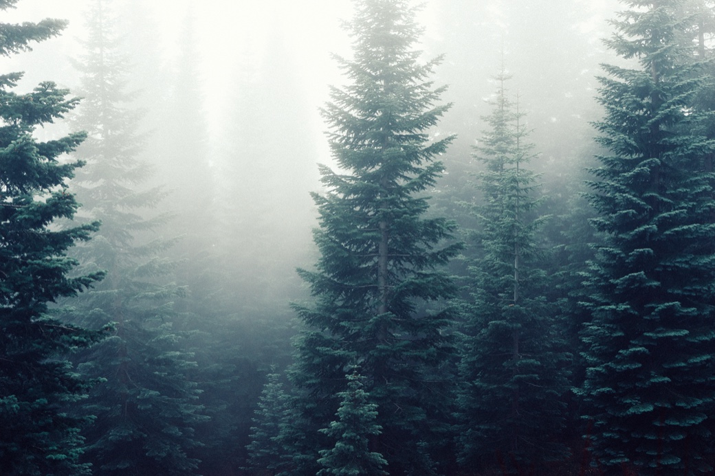 Frosty landscape