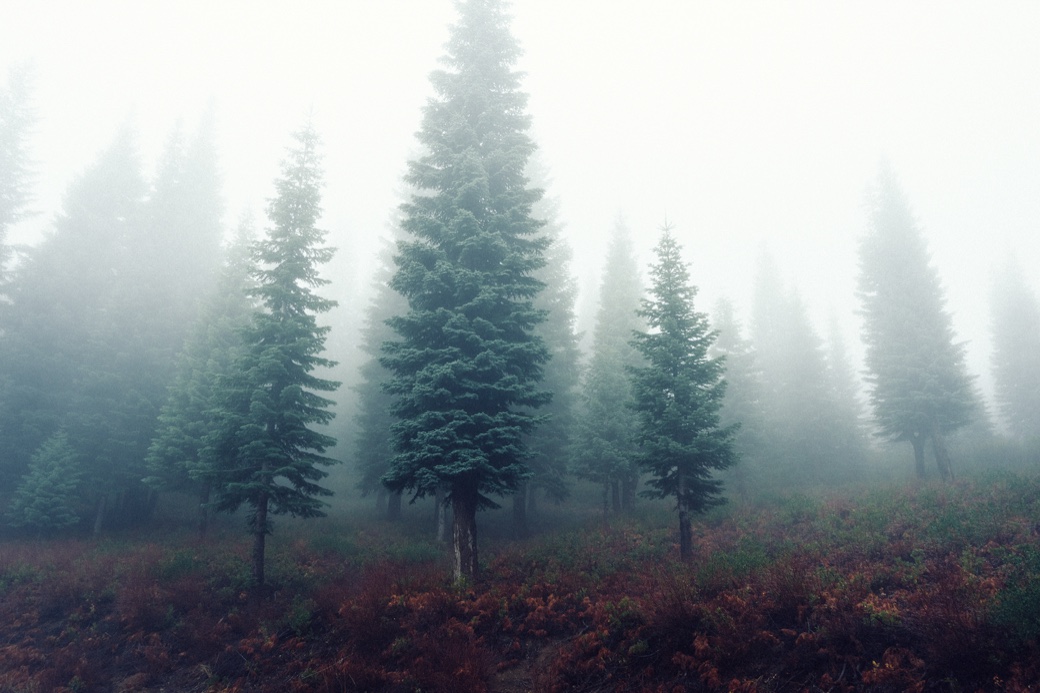 Evergreen trees fading into dense winter fog