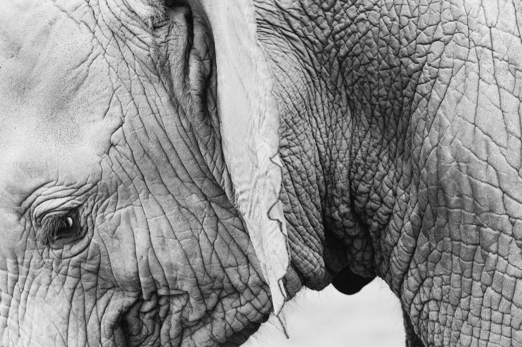 Black-and-white close-up of two elephants