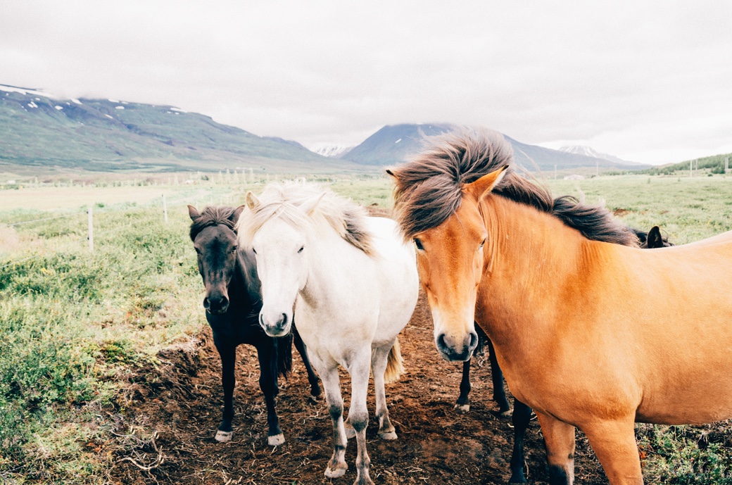 Three Icelandic horses in a mountain pasture
